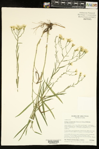 Solidago ptarmicoides image