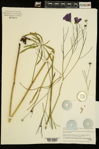 Callirhoe digitata image