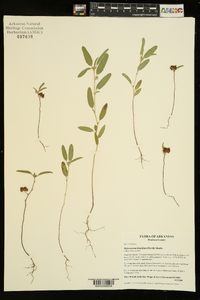 Malvastrum hispidum image