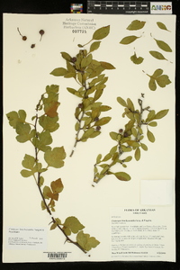 Crataegus brachyacantha image