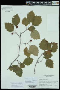 Crataegus harveyana image