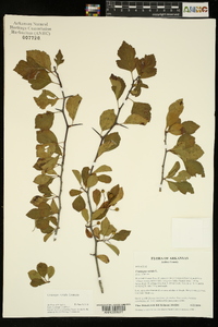 Crataegus viridis image