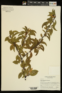 Prunus angustifolia image