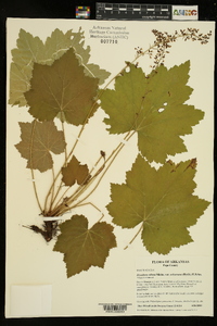 Heuchera villosa image