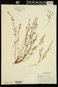 Phyllanthus polygonoides image