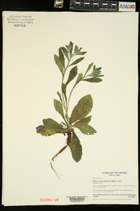 Lithospermum tuberosum image