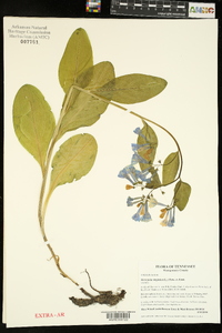 Mertensia virginica image