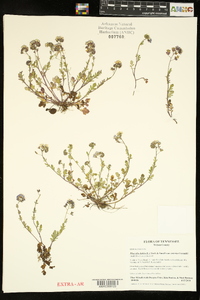 Phacelia dubia var. interior image