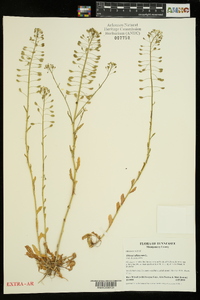 Thlaspi alliaceum image