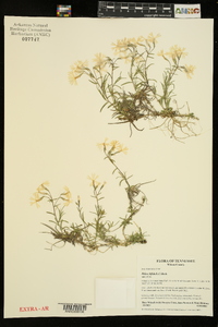 Phlox bifida image