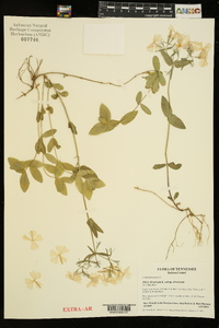 Phlox divaricata subsp. divaricata image