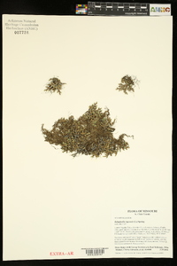 Selaginella rupestris image