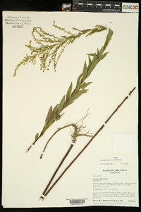 Solidago altissima subsp. altissima image