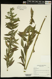 Solidago altissima subsp. altissima image