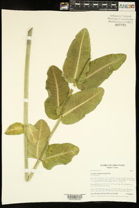 Asclepias amplexicaulis image