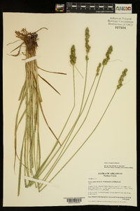 Carex triangularis image