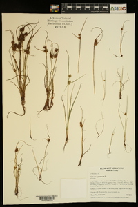 Cyperus squarrosus image