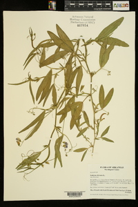 Lathyrus hirsutus image