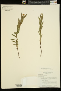 Hypericum sphaerocarpum image