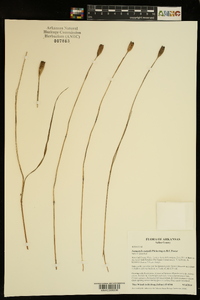 Nemastylis nuttallii image