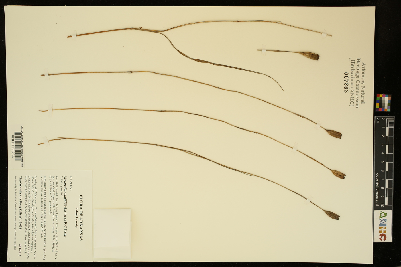 Nemastylis nuttallii image