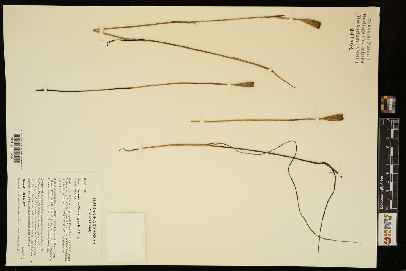 Nemastylis nuttallii image