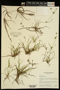 Juncus repens image