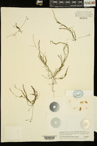 Utricularia gibba image