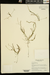 Utricularia gibba image