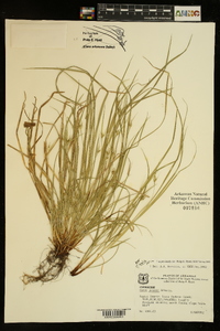 Carex jamesii image