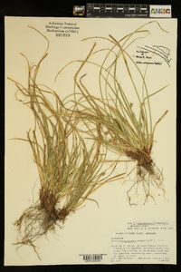 Carex nigromarginata image