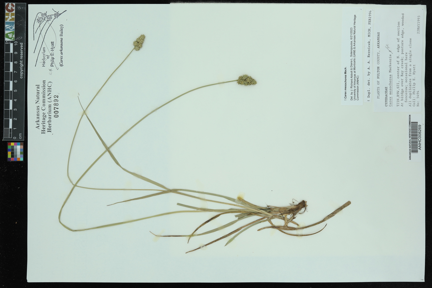 Carex mesochorea image