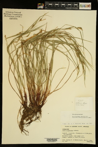 Carex planispicata image