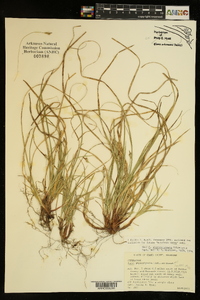 Carex nigromarginata image