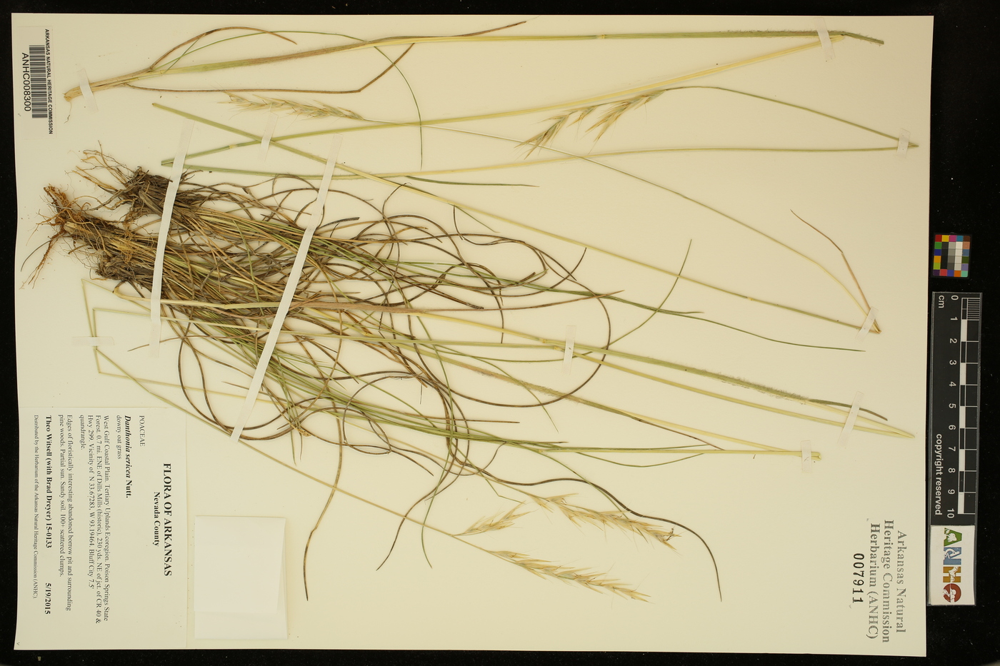 Danthonia sericea image