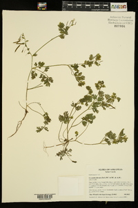 Corydalis flavula image