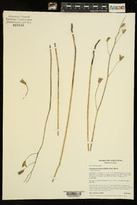 Delphinium treleasei image