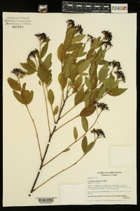 Ceanothus herbaceus image