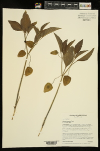 Physalis pumila image