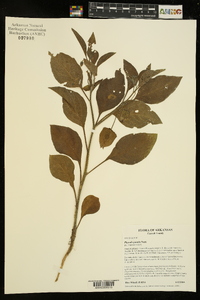 Physalis pumila image