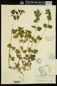 Urtica chamaedryoides image