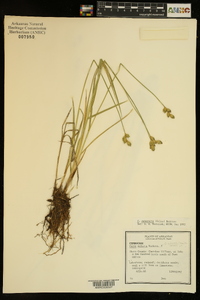 Carex suberecta image