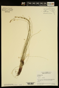 Eleocharis erythropoda image