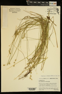 Carex albolutescens image