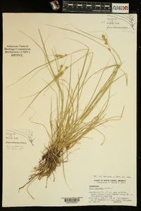 Carex arkansana image