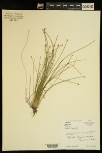 Eleocharis lanceolata image