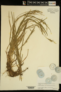 Carex crebriflora image