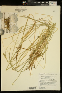 Carex aggregata image