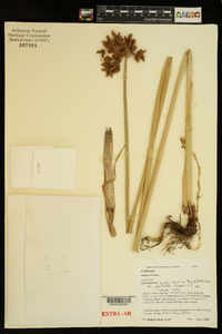 Schoenoplectus acutus var. occidentalis image