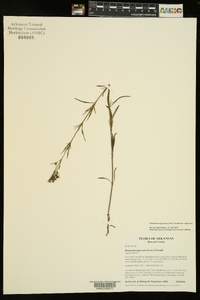 Stenaria nigricans image